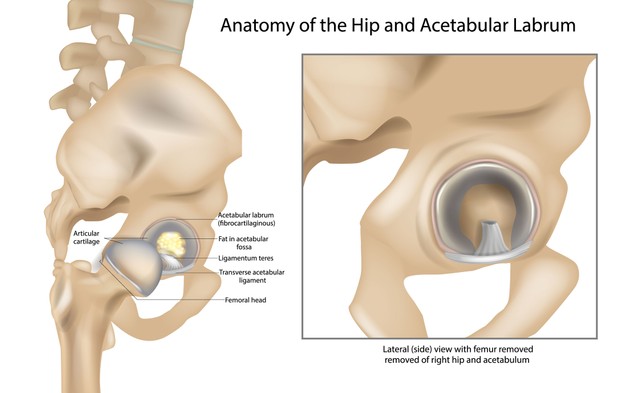 Anatomie de la hanche et du bourrelet acétabulaire.  Ligamentum teres et Cartilage articulaire.  Vue latérale avec fémur retiré de la hanche droite.
