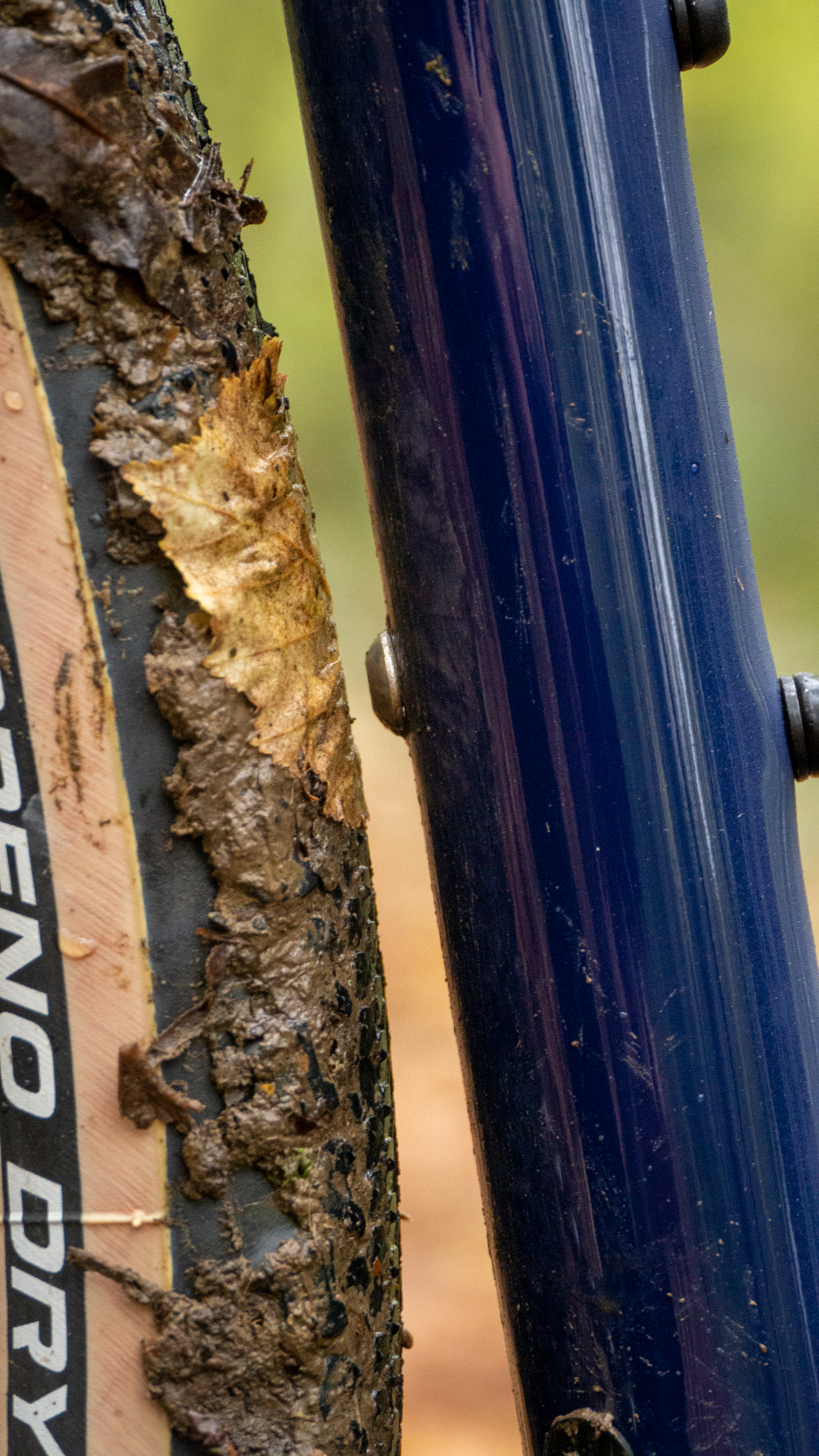 Ridley Grifn se dresse dans un bois feuillu