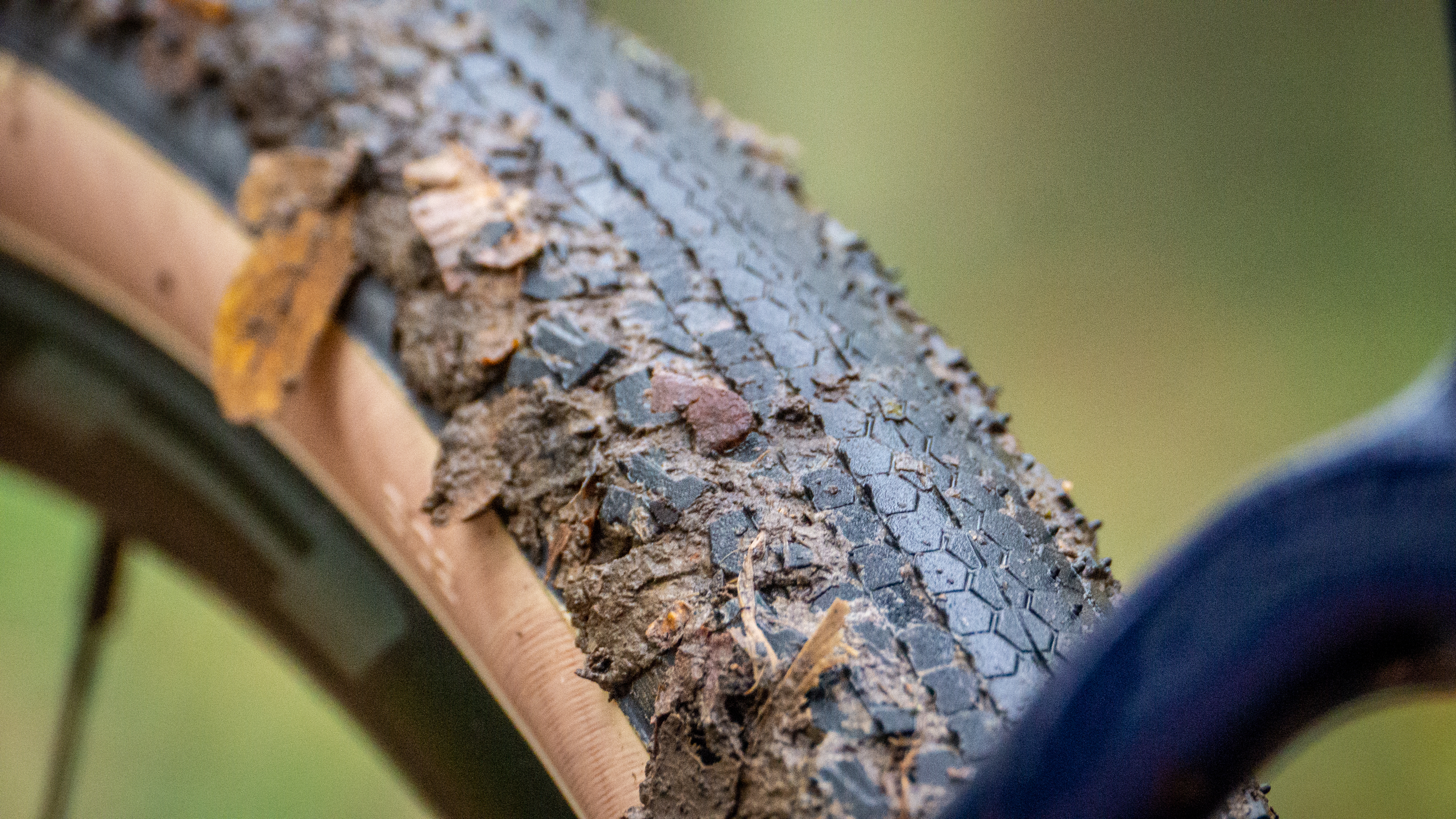 Ridley Grifn se dresse dans un bois feuillu