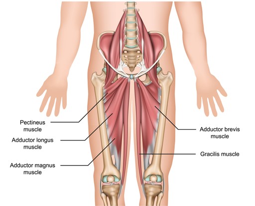Anatomie des muscles adducteurs illustration vectorielle médicale 3d sur fond blanc eps 10