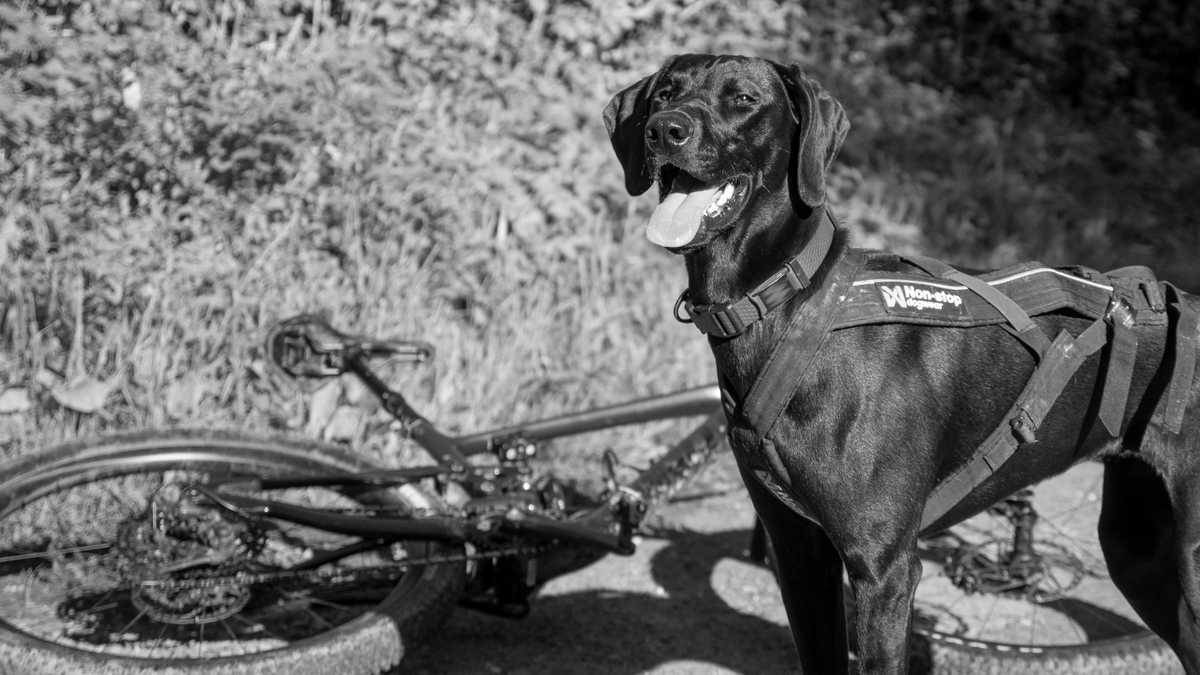 Bikejoring