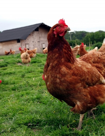 Recherchez des œufs de poules élevées en plein air et évitez 