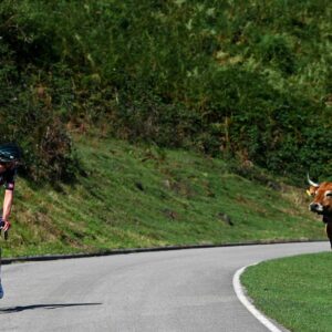 A menacing bovine chases Nico Denz during the Vuelta