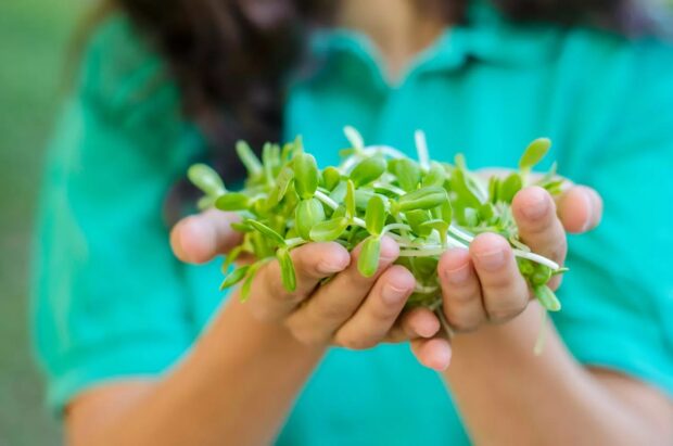 le plus sain au monde