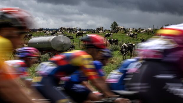 Cows along the Tour de France route