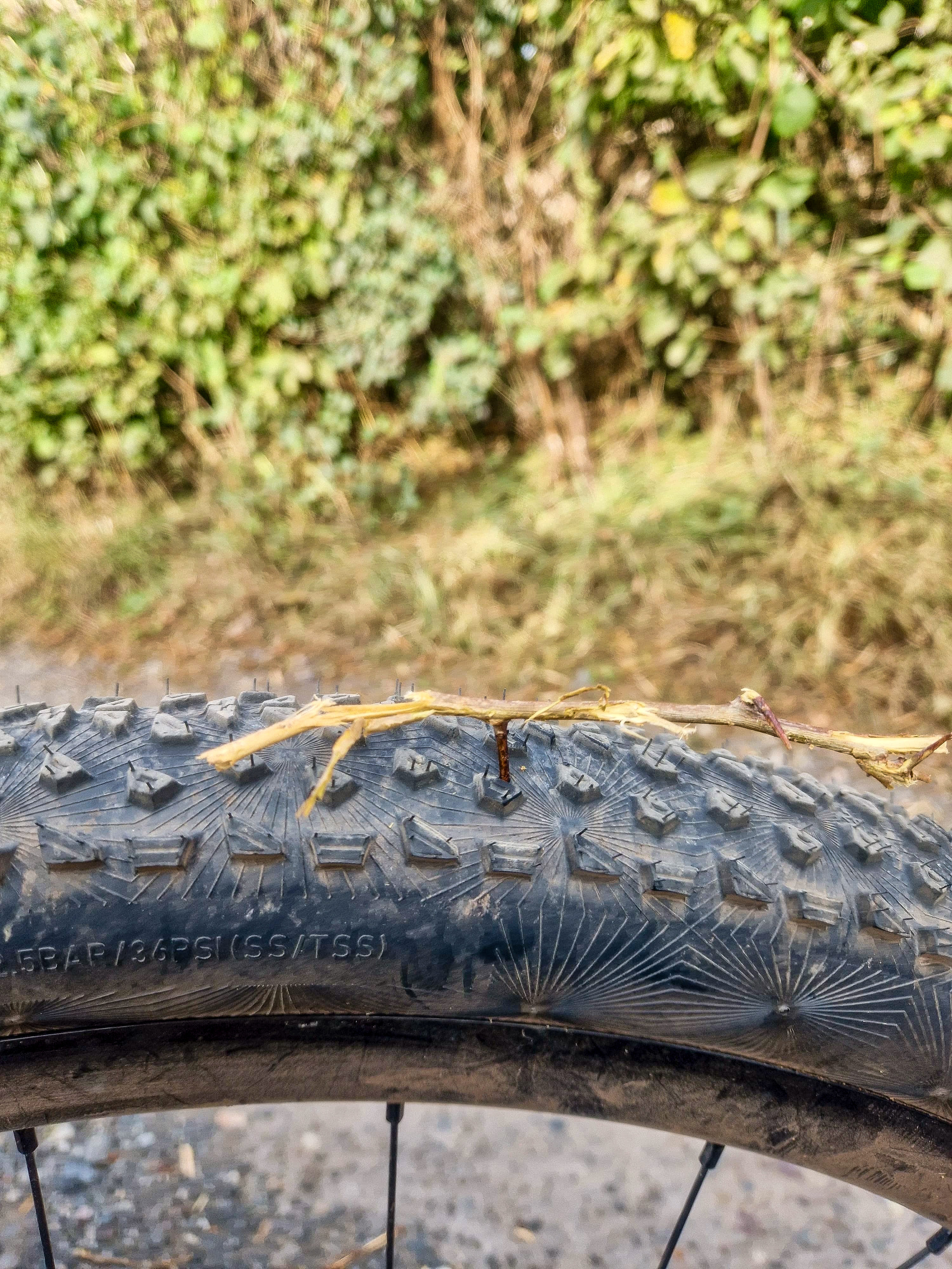 Une coupe épineuse coincée dans un pneu dubnital continental