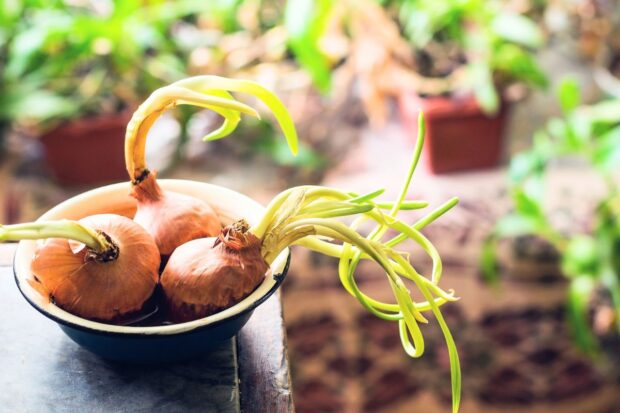 Préparer oignons germés