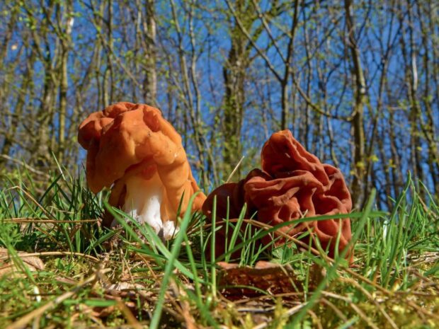 Un champignon lié à des cas de maladie de Charcot inquiète les chercheurs