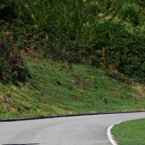 « Les vaches peuvent être très méchantes… surtout si elles ont des cornes » – Les vélos, les taureaux et les bovins avec veaux ne font pas bon ménage