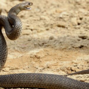 « Il avait la tête qui balançait » : une cycliste australienne mordue par un serpent mortel qui s'est emmêlé dans sa chaîne de transmission