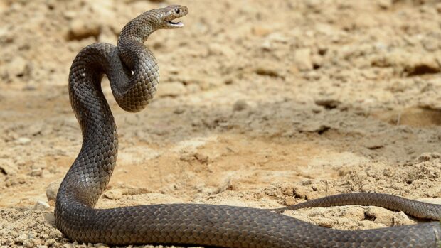« Il avait la tête qui balançait » : une cycliste australienne mordue par un serpent mortel qui s'est emmêlé dans sa chaîne de transmission